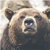 В «Ергаках» на туристов снова напал медведь