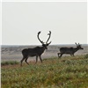 Красноярские ученые получили уникальные данные о миграции северного оленя