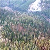 На красноярских «Столбах» высыхает лес (видео)