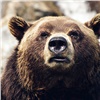Турист в районе красноярских «Столбов» залез на дерево и спасся от медведя