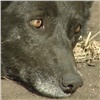 Красноярские зоозащитники потребовали изменить контракт на отлов бродячих собак (видео)