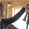 Житель Железногорска не смог поделить своих страусов с зоопарком (видео)