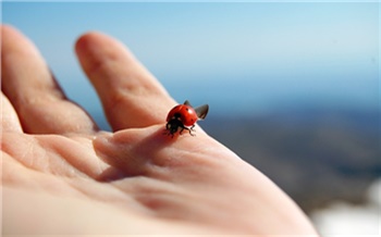 Итоги недели в Красноярске: Божьи твари