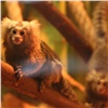 В «Роевом ручье» появилась новая пара самых маленьких обезьян в мире
