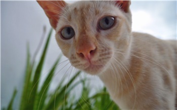 Тай-блог: Уют за деньги