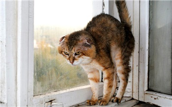 Итоги недели в Красноярске: Крысы и билеты