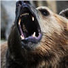 Медведь растерзал охотника в Красноярском крае