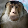 В «Роевом ручье» выбрали самую красивую обезьяну