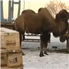 Красноярцев попросили помочь животным из цирка-шапито (видео)