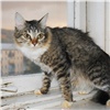 Волонтеры пытаются спасти 50 кошек из «проблемной» квартиры в Красноярске