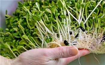 Как это сделано: производство проростков