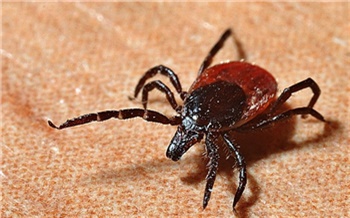 Осторожно, клещи!