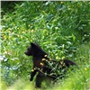 В Красноярском крае медведи стали чаще выходить к людям