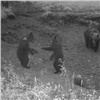 На красноярских «Столбах» запечатлели танец медвежат