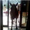 Жителей Лесосибирска возмутили зашедшие в супермаркет кони