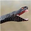 Ужаленный змеей красноярец пожаловался на врачей (видео)
