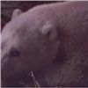 Российские военные спасли юную белую медведицу (видео)