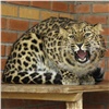 В красноярском зоопарке появились леопарды