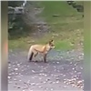 Красноярец встретил лису в районе КрасТЭЦ (видео)
