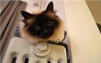 Тепло в дом