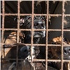 В Красноярске запретили усыплять незаразных собак