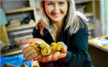 Как это сделано: птичий двор «Клуша»