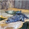 В красноярском зоопарке крокодил «разрешил черепахе всё»