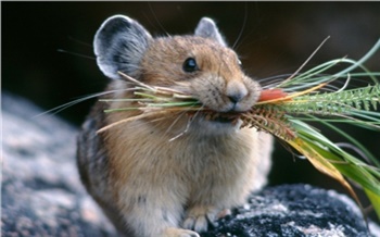Скандалы недели в Красноярске: Киркоров, крысы и гараж