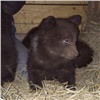 «Зверская история»: Красноярцы ищут дом для осиротевших медвежат (видео)