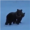 В популярном у туристов природном парке проснулись медведи (видео)