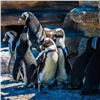 Практичные пингвины поспорили за жилплощадь в летнем вольере с бассейном