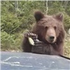 В Красноярском крае водители угостили медвежонка пряниками (видео)