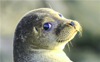 Скандалы недели: Тюлени, гусеницы и колёса