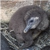Красноярцам показали редкие снимки новорожденного пингвина