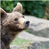 «Малину любит»: в Енисейском районе медведь по ночам ест ягоду в огородах (видео)