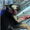 В Дивногорске нашли убившего щенка живодера
