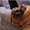 «Живой козодой!»: железногорский полицейский спас раненого птенца