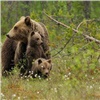 Медведи окружили Дивногорск