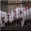 Под Красноярском сожгли полторы тысячи зараженных чумой свиней