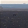 Медведь бегал рядом с дорогой в Канском районе (видео)