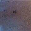 Голодная лиса пришла на автомойку в Солнечном (видео)
