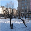 На правобережье Красноярска деревья омолодили до состояния пней