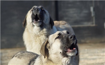 «Злость, голод и острые зубы»: что делать, если на вас напала собака?