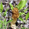 В «Шушенском бору» нашли гриб с похожей на мозг шапочкой