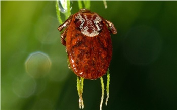 «Главное — без паники»: что делать, если укусил клещ