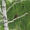 В хакасском заповеднике сфотографировали редкую хищную птицу