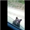 На севере Красноярского края медведь-попрошайка вышел на дорогу (видео)
