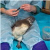 Еще у одной пары красноярских пингвинов родился малыш. Сотрудники зоопарка месяц не могли увидеть нового питомца