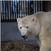 В Красноярске две недели не могут определить пол белого медвежонка. Горожан просят подсказать