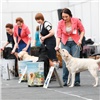 На выставке «Зоомир» красноярцы смогут увидеть более 100 пород собак